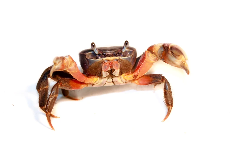 a small, hairy crab sitting next to its food container