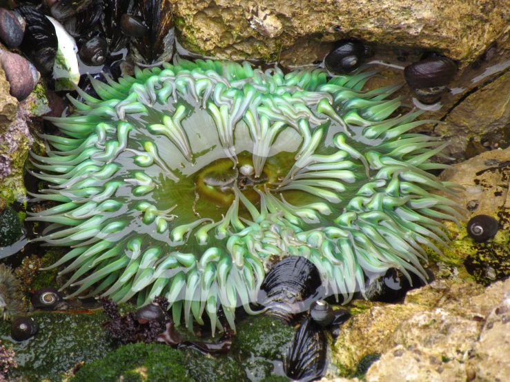 an sea anemone on some rocks covered in algae