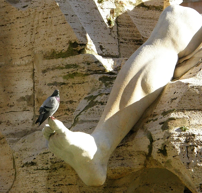 a pigeon sitting on a rock, with its head down