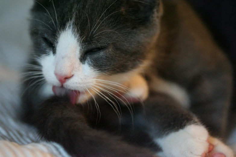 a cat that is lying down next to it's mouth