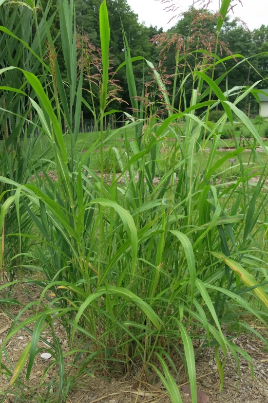 a patch of grass that is standing in the dirt