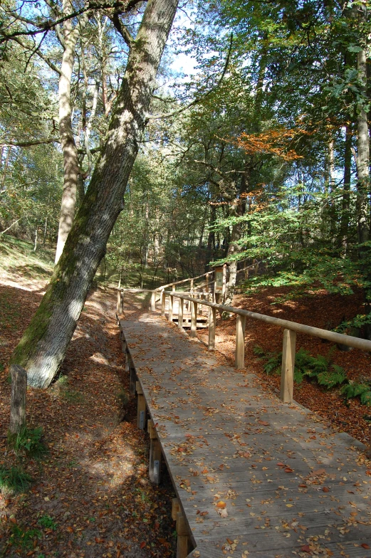 the path is next to the forest with many benches