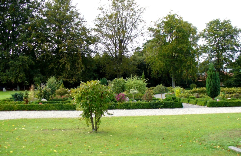 a park area with lots of different types of trees