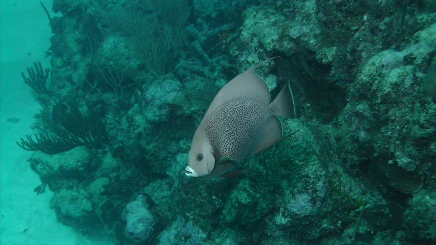 a large fish that is swimming under water