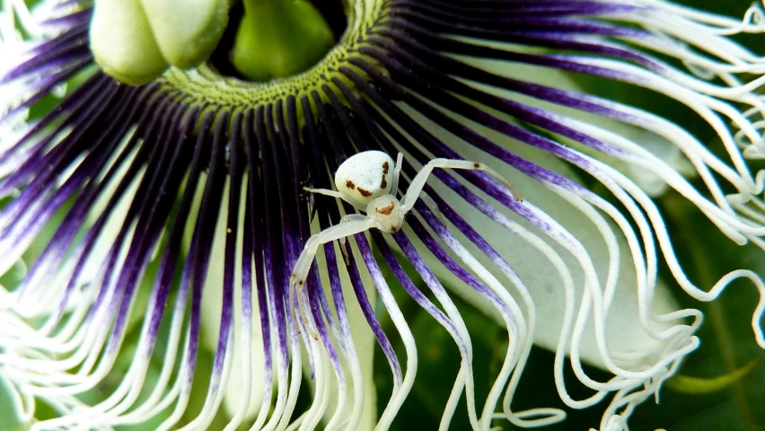 a spider crawls underneath a flower on a nch