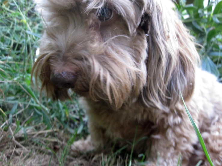 a small brown dog looking intently at soing