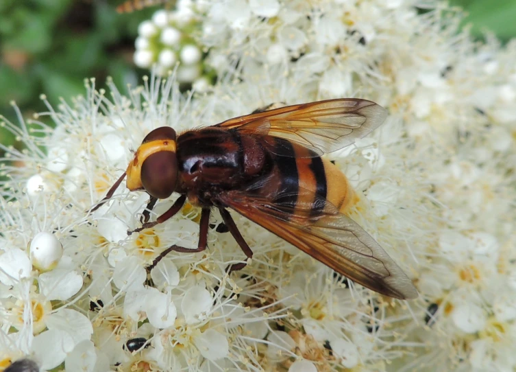 the bee is on the white flower head