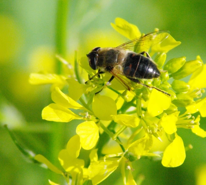 a close up view of a bee on a flower