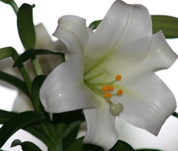 white flower with yellow stamen petals growing on top