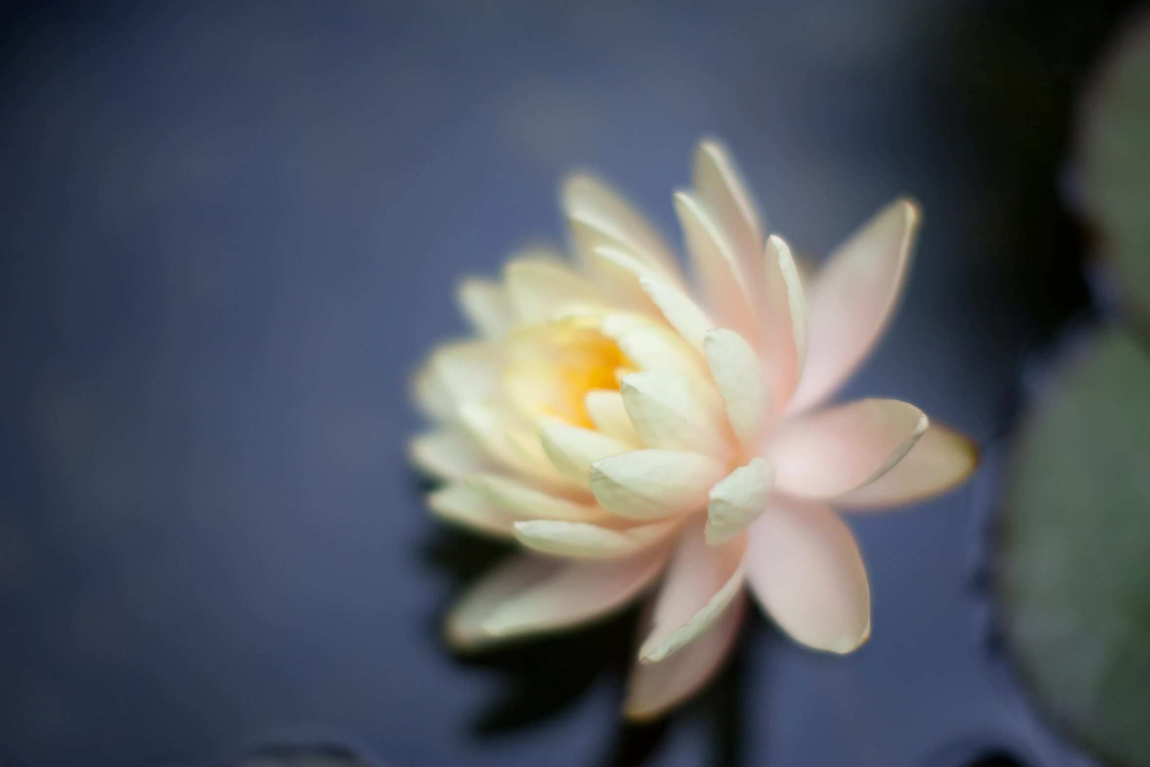 a small pink water lily in a pond