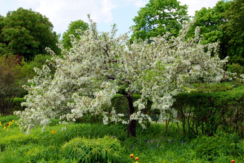 a tree with white flowers in a grassy area