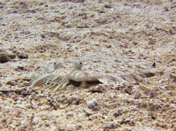 an animal with large teeth lying on sand