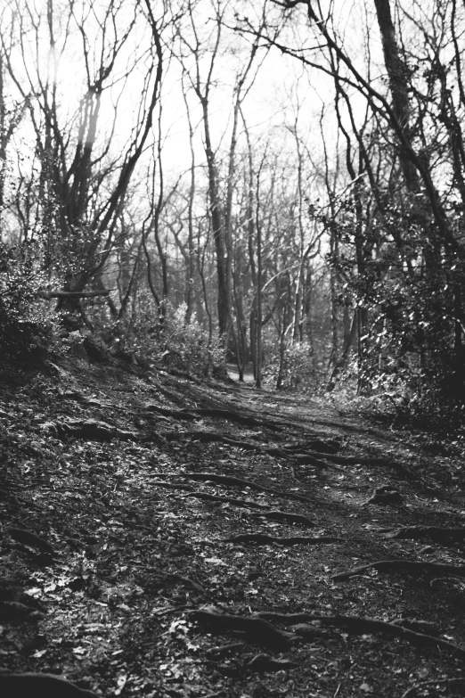 a black and white po of trees with leaf covered ground