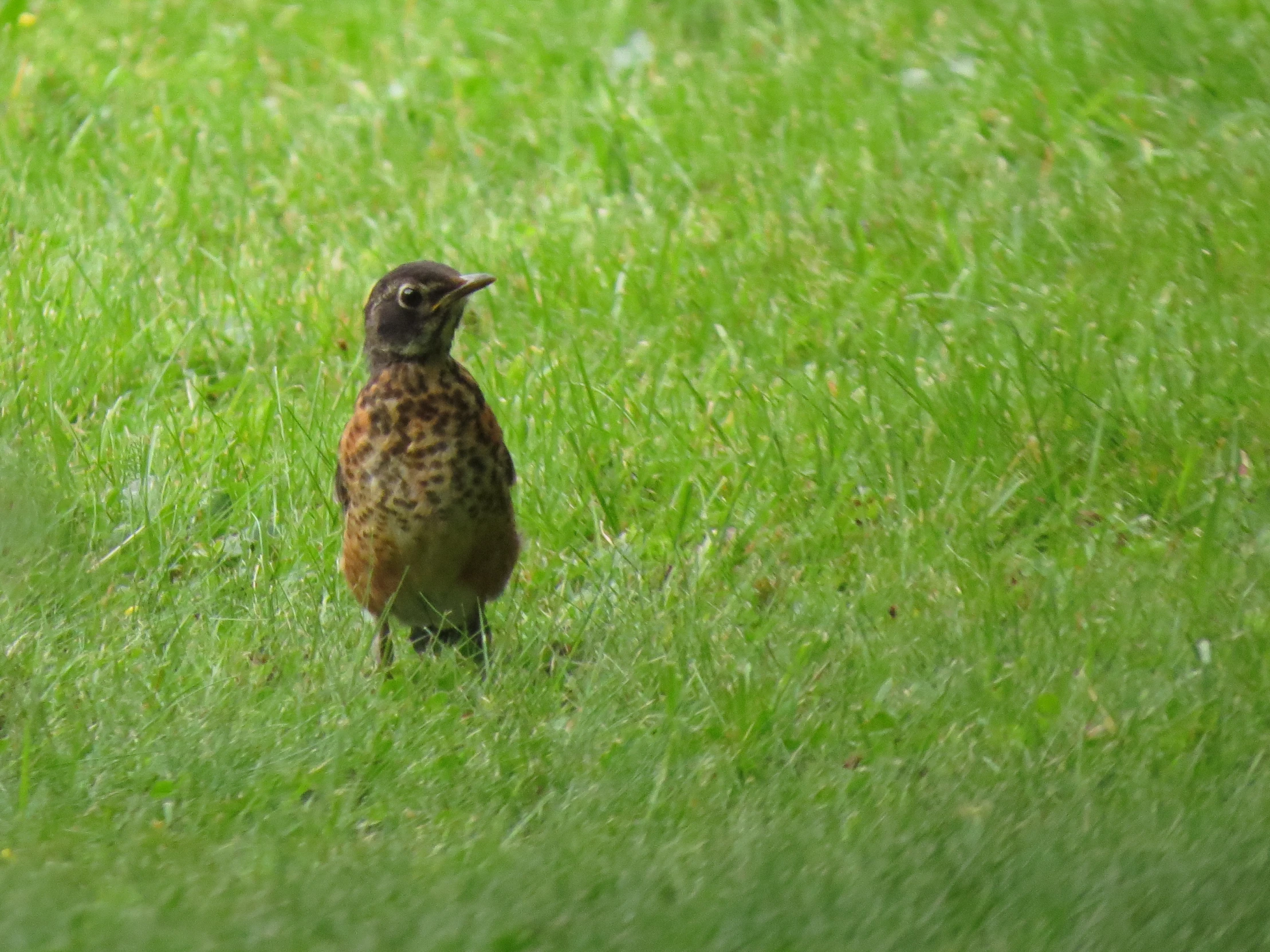 a bird in the grass looking up