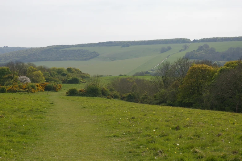 a lush green field with a single horse standing near the grass