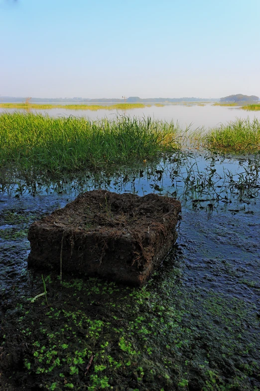 a large piece of soil in a river that is full of algae