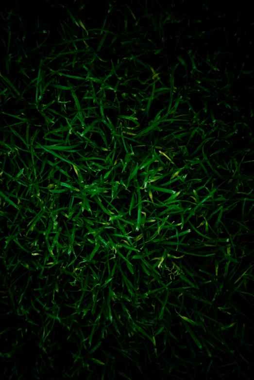 a closeup of green grass at night