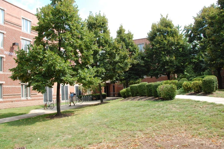 several trees in the middle of the sidewalk