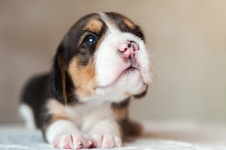 a dog resting on the floor with its paw hanging over it