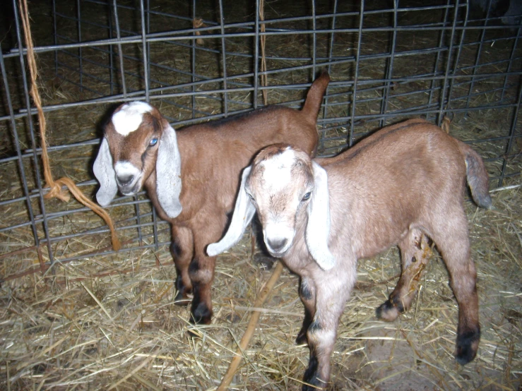 two baby goats standing near each other in a fence