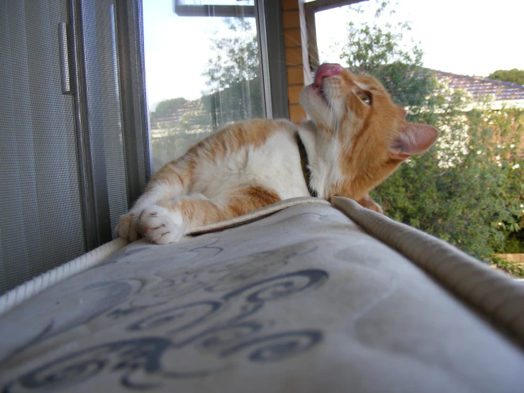 a orange cat laying on top of a bed near a window