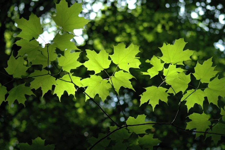 green leaves cover the surface of trees