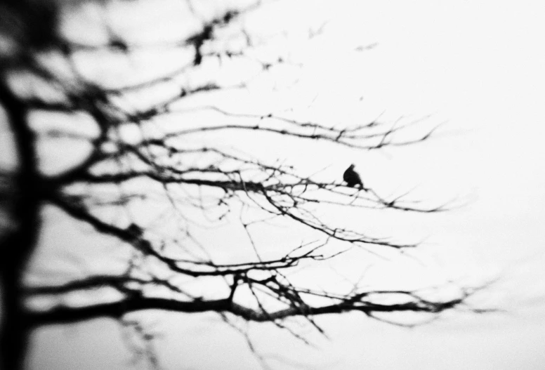 a bird sits on a tree nch in the cold sky