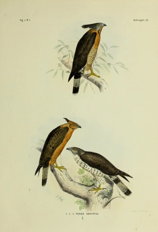 this is a drawing of two birds perched on a nch