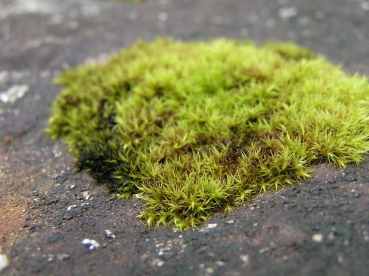 moss growing on the ground close up