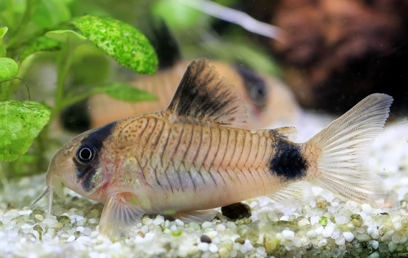 fish swimming in water next to plants and rocks