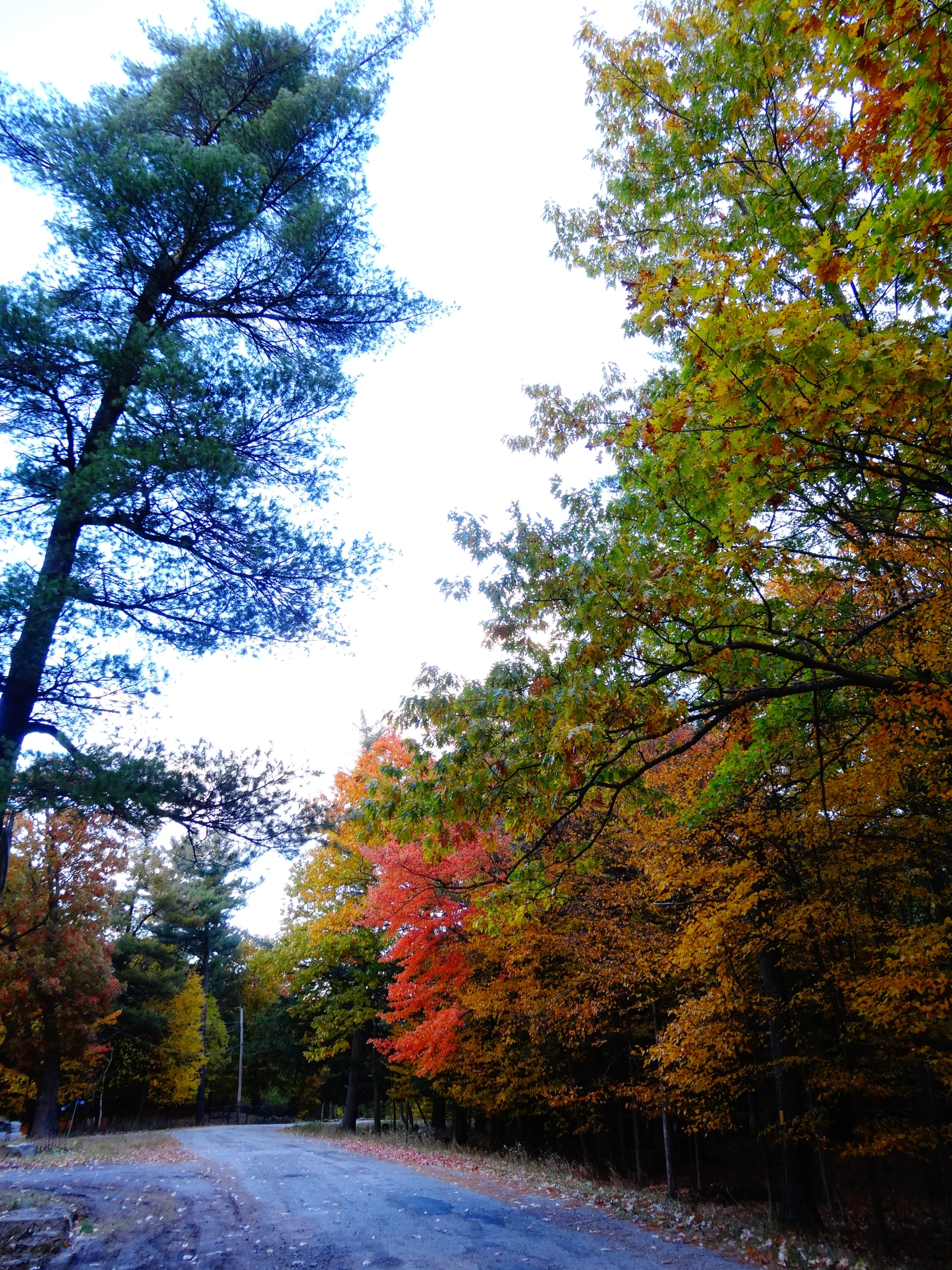 a road with trees and fall foliage