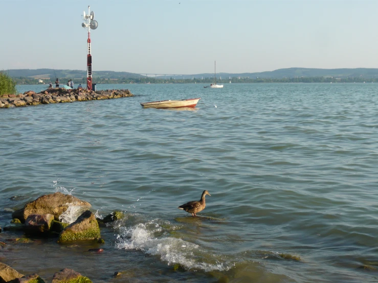 birds walking through water with boats on shore