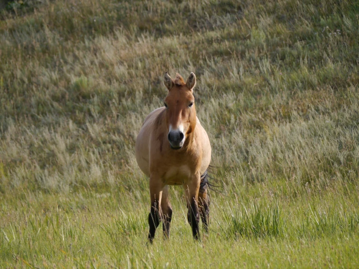 the horse is running down the field near grass