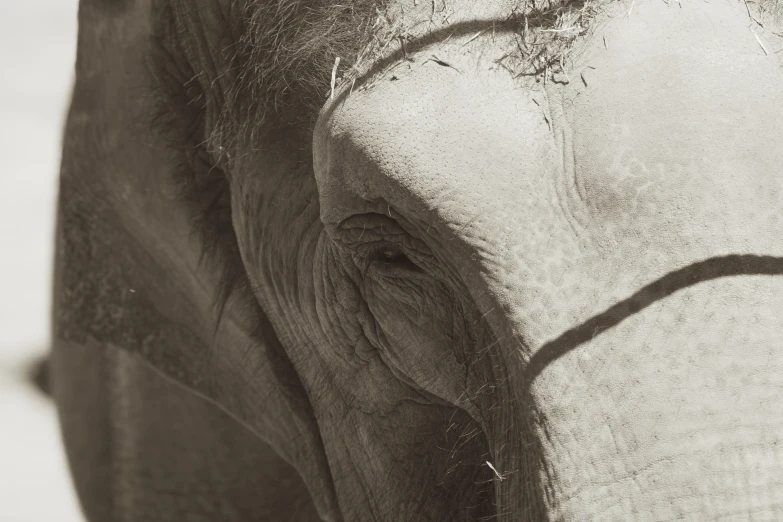 an elephant has his head close to the camera