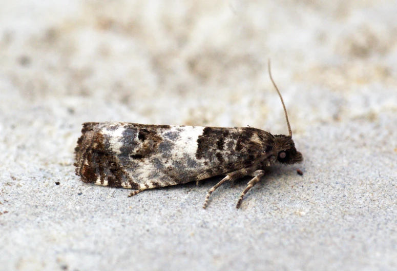 a moth is sitting in the sand and sand is white