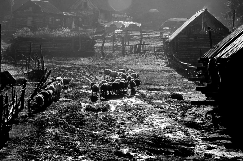 sheep walking in a black and white po