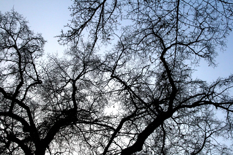 the tree tops and leaves are blowing in the wind