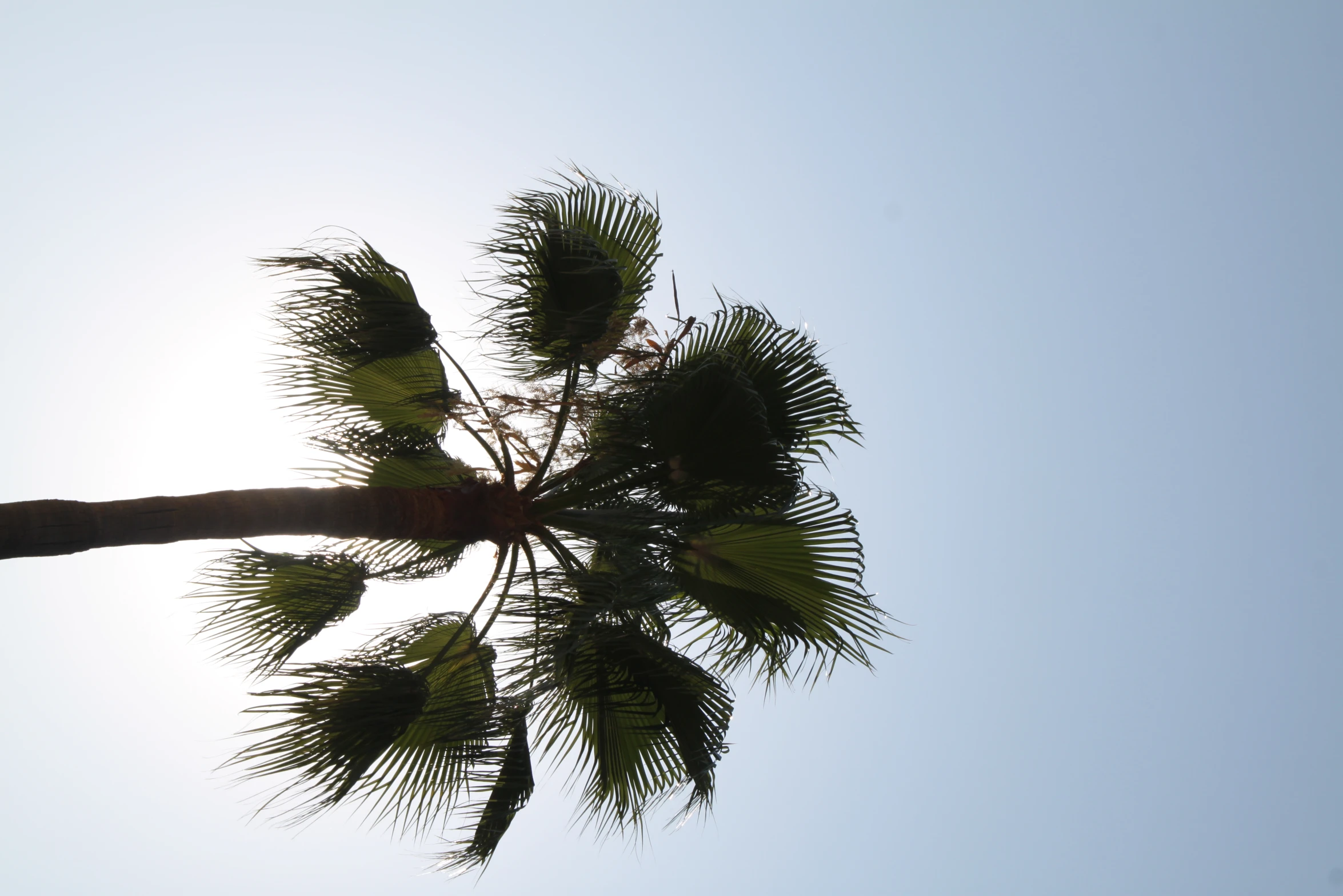 a palm tree silhouetted against the sky