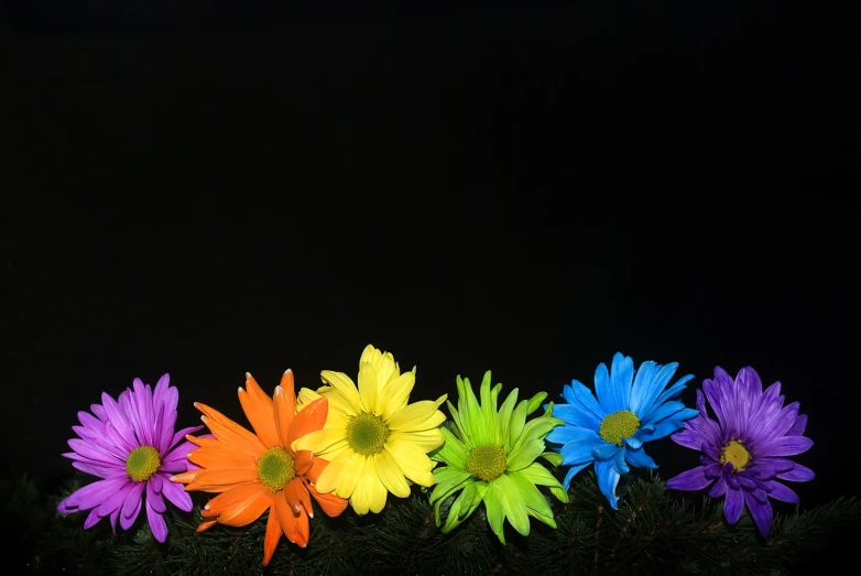 multicolored daisy flowers in front of a black background