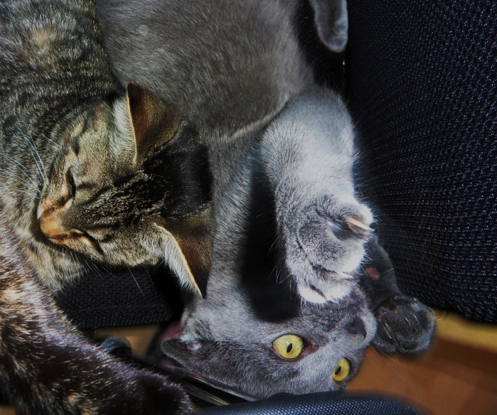 a cat reaching out from underneath it's head