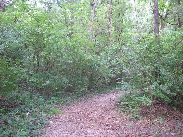 a path with trees on either side and bushes all around