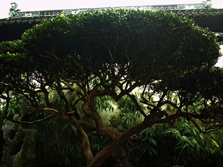 a large green tree in a park with a building behind it