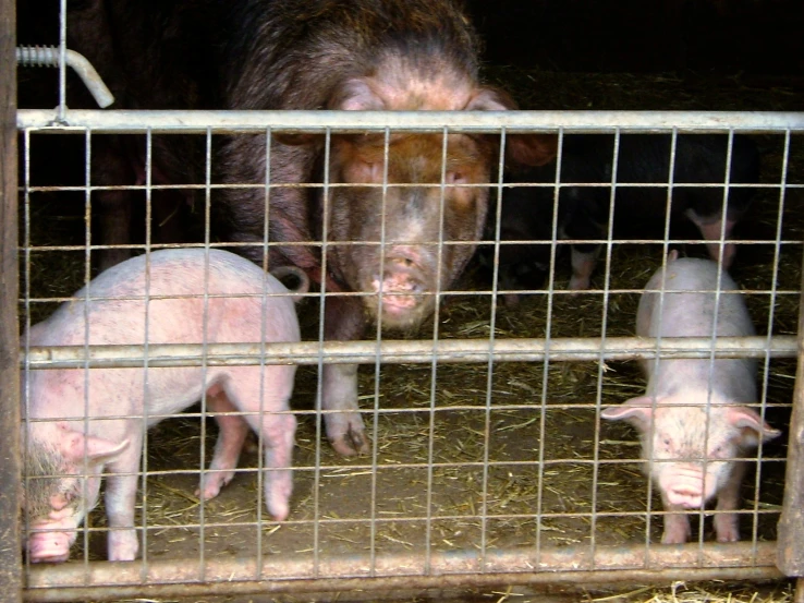 three pig in a metal cage on top of hay