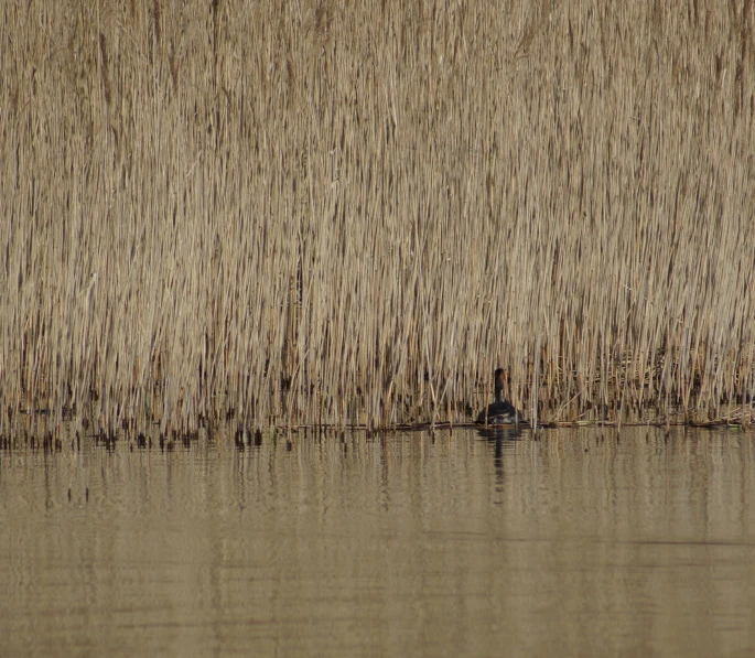 a lone duck swimming in a lake surrounded by dry plants