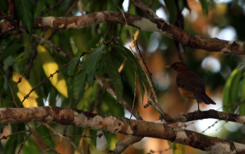 a small brown bird is perched on the nch of a tree