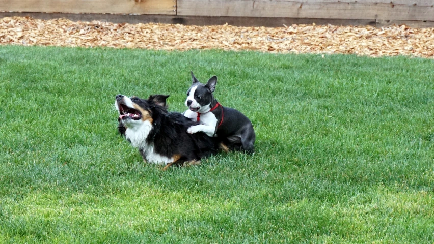 two small dogs are playing in the grass