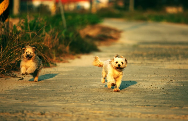 two brown dogs are running in a gravel road