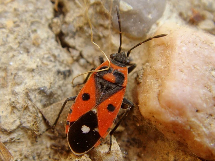 the insect is red and black on top of rocks