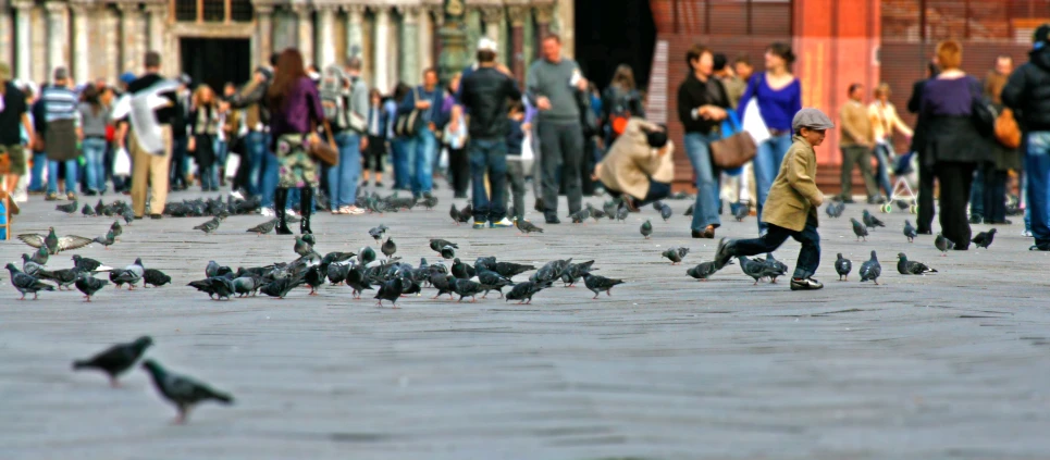 a group of people walking around a bunch of birds