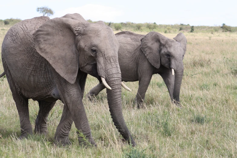 two large elephants walking across a field